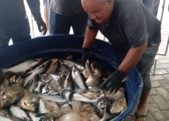 Feira do Peixe movimenta Semana Santa e vende mais de 5 toneladas em José de Freitas