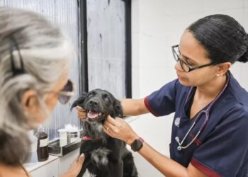 Ação oferece vacinação, castração e microchipagem gratuitas para pets em Teresina neste sábado (25)