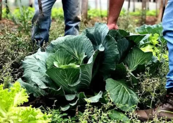 Municípios já podem manifestar interesse em executar Programa de Aquisição de Alimentos em 2026