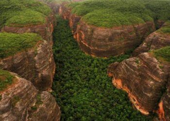 Piauí registra maior redução proporcional do desmatamento da Mata Atlântica no Brasil, aponta levantamento