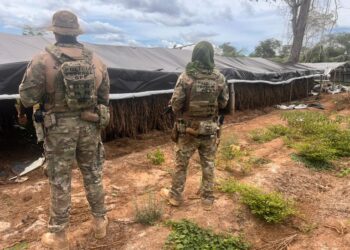 PF erradica plantação com milhares de pés de maconha em Juazeiro do Piauí
