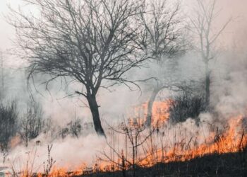 Governo do Estado lança Pacto Piauí Sem Queimadas para fortalecer a prevenção e combate aos incêndios florestais nesta segunda (15)