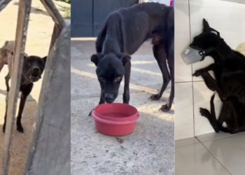 Cachorro em estado grave de desnutrição é resgatado e tutora é presa por maus-tratos no Piauí