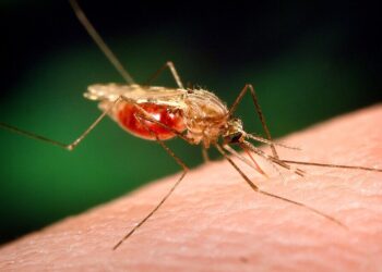 Cientistas da Fiocruz podem produzir vacina completa contra a malária