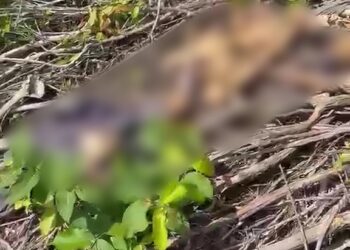 Restos mortais são encontrados em área de mata na zona rural de Matias Olímpio; polícia investiga identidade da vítima.