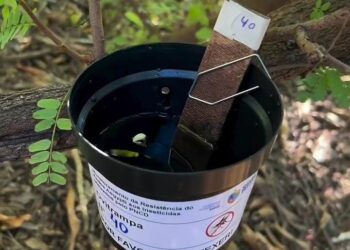 José de Freitas instala ovitrampas para reforçar monitoramento contra o Aedes aegypti