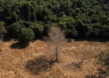Depois da COP17, Brasil é cobrado a efetivar metas de restauração