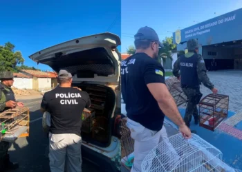 Operação resgata 12 aves silvestres mantidas em cativeiro ilegal no litoral do Piauí