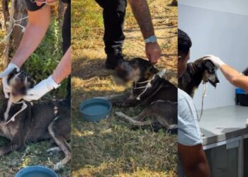 Cão é resgatado com grave ferimento na mandíbula no litoral do Piauí