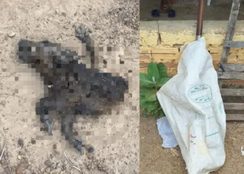 Homem é baleado pelo próprio tio durante discussão por animais em José de Freitas