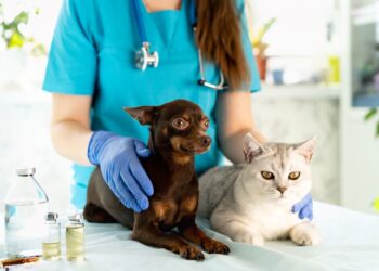José de Freitas promove vacinação antirrábica para cães e gatos no dia 26
