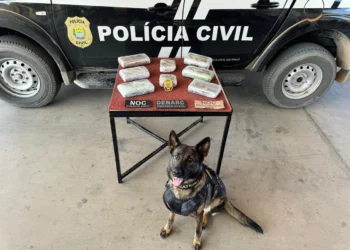 Morre K9 Catrina, primeira cadela policial da Polícia Civil do Piauí