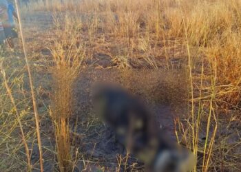 Homem é encontrado morto em região de mata na zona rural de Jaicós