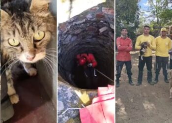 Gato desaparecido há 15 dias é resgatado de poço de 15 metros em Pedro II