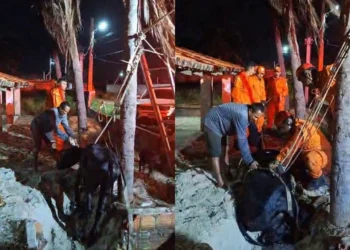 Bombeiros resgatam vaca que caiu em fossa com mais de 2 metros no litoral do Piauí